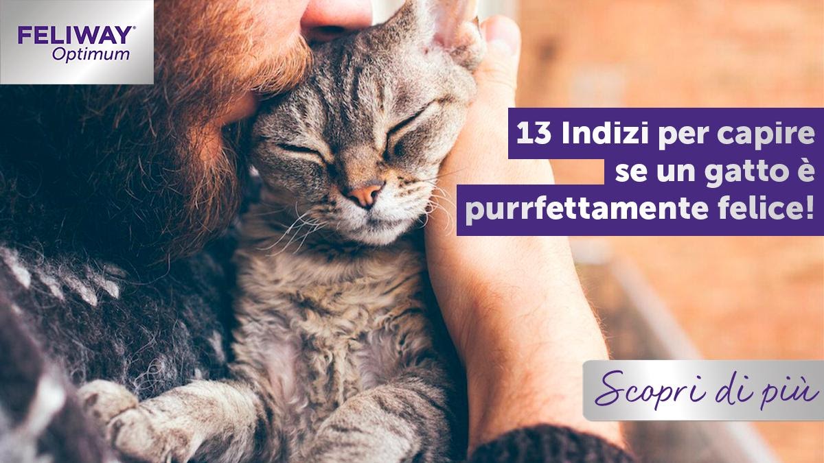 Come Capire Se Il Criceto è Felice